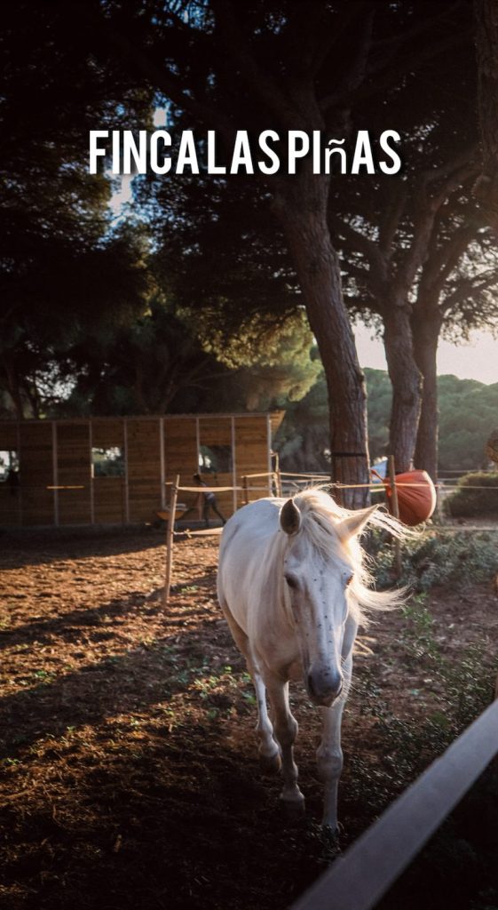 Finca Las Pinas Andalusia Nocleg Slowspotter Roche