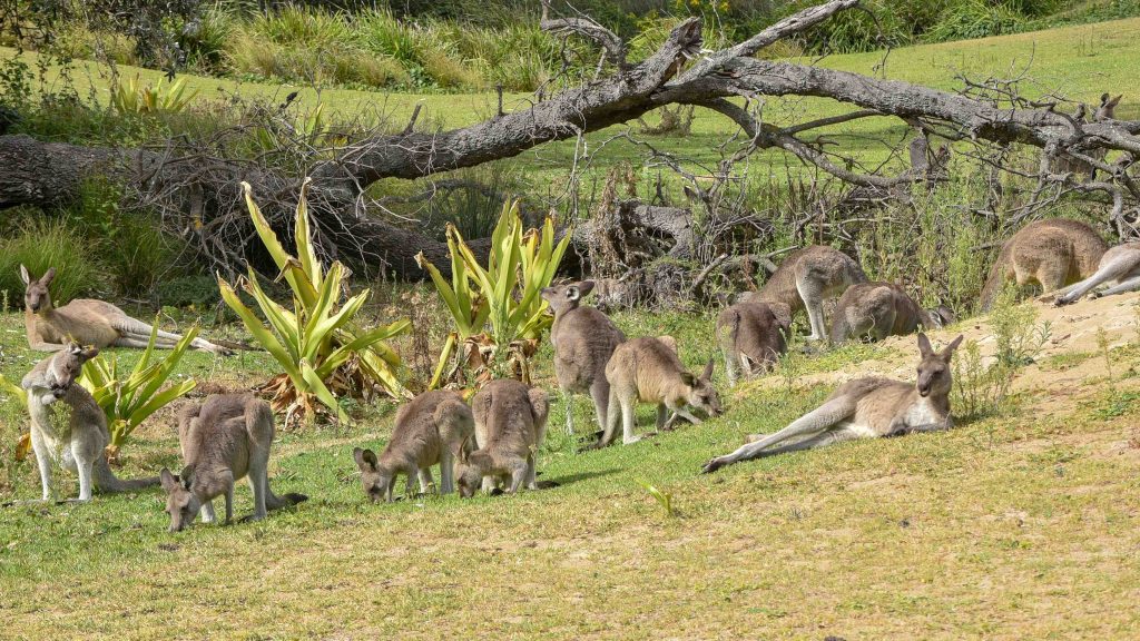 A Mob Of Kangaroos Relax On A Hot Australian After 2023 11 27 05 02 37 Utc