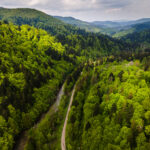 Bieszczady Mountains In Poland At Spring. Green Spruce Trees On