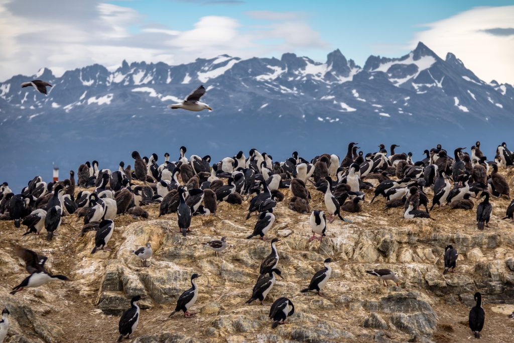 Cormorants (sea Birds) Island Beagle Channel, Ushuaia, Argenti