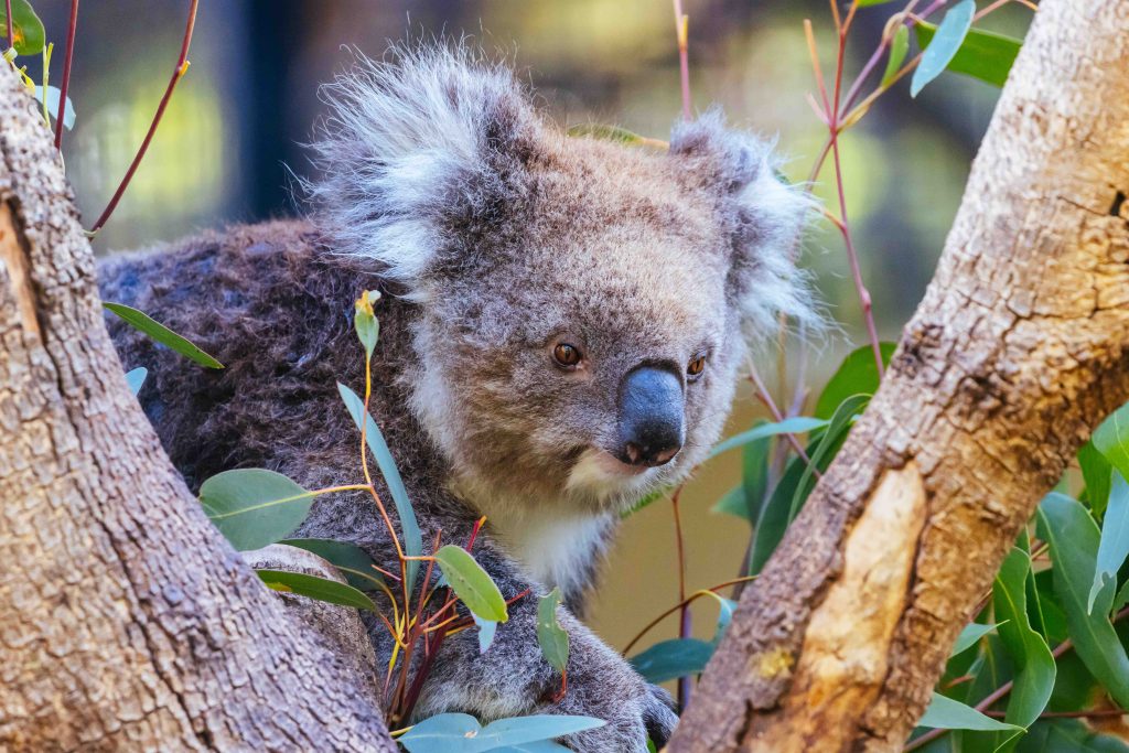 Koala In A Tree In Australia