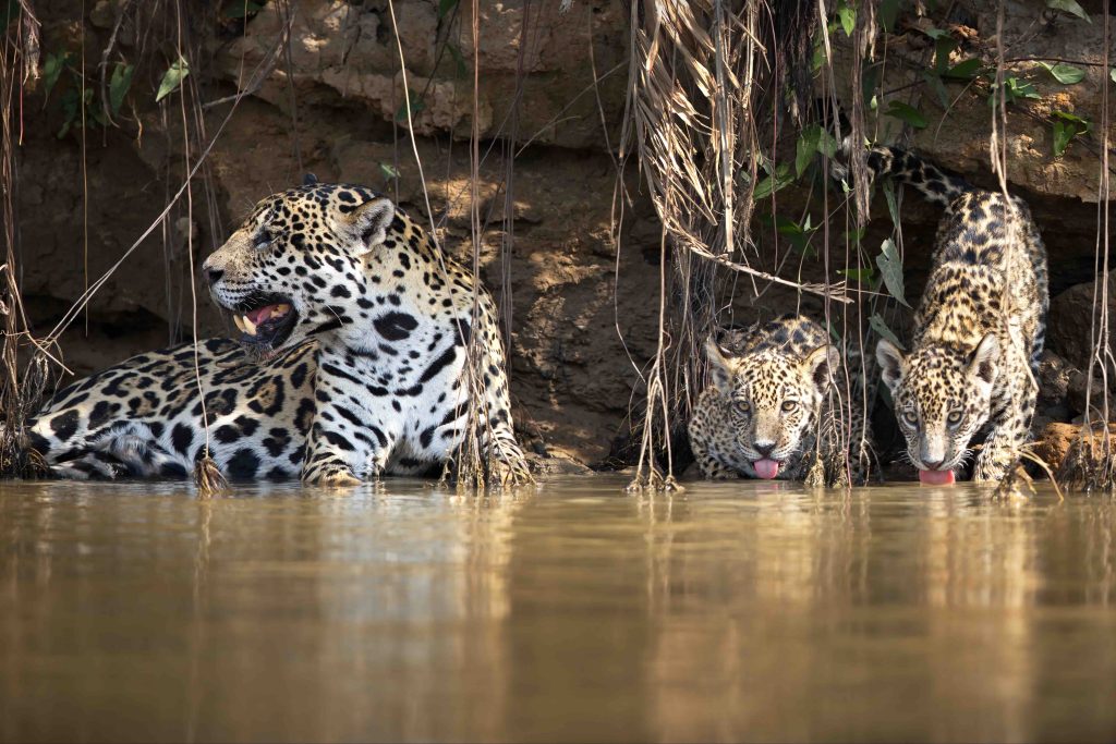 Leopard With Its Cubs Drink Water From The River In Pantanal, Brasil
